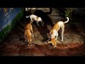 Bezuban Ki Seva Roj Khana Khilana Everyday Street Dogs Feeding ️