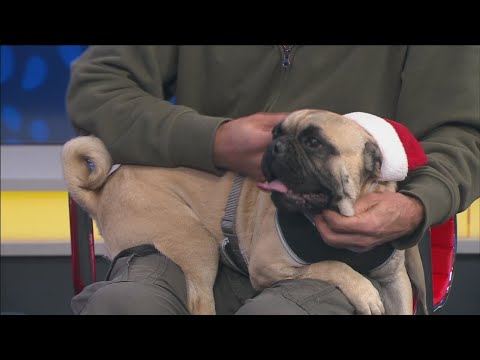 Pet of the Week: Beau - YouTube