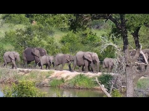 Djuma: Elephants - 16:53 - 01/29/2020