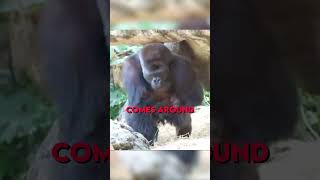 Gorilla kidnaps his own Kids 😂