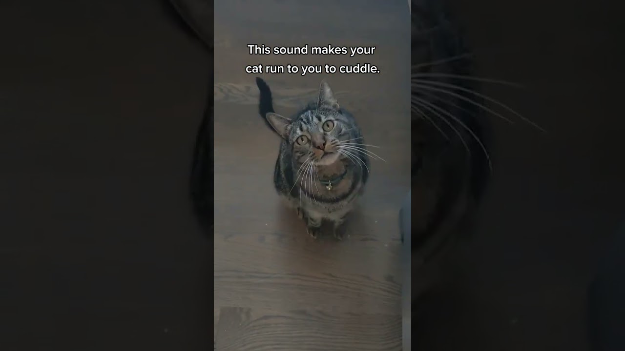 sounds only cats can hear #cats #catvideo