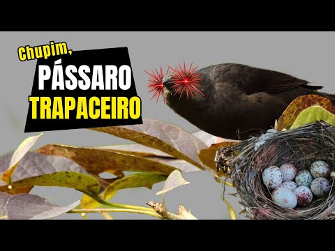 10 FATOS científicos e CURIOSOS do CHUPIM | QUEM é essa AVE PARASITA de NINHOS brasileira?