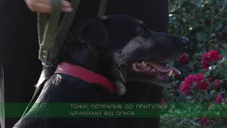 Собака-донор у Харкові врятувала 31 життя