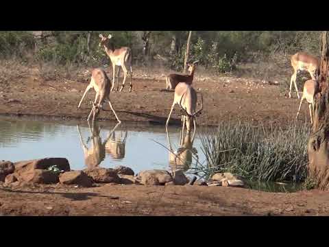 Impala herd