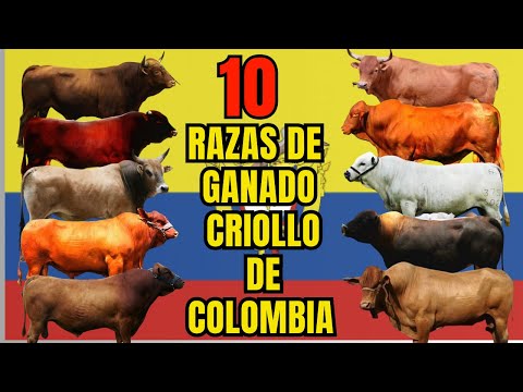 , title : '10 razas de ganado criollo originario de Colombia'