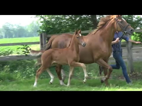 *2022 Stute von Vivaldos - Fürst Romancier