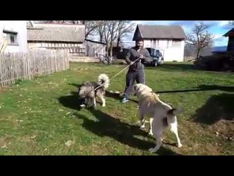 Sarplaninac Badza od Santica