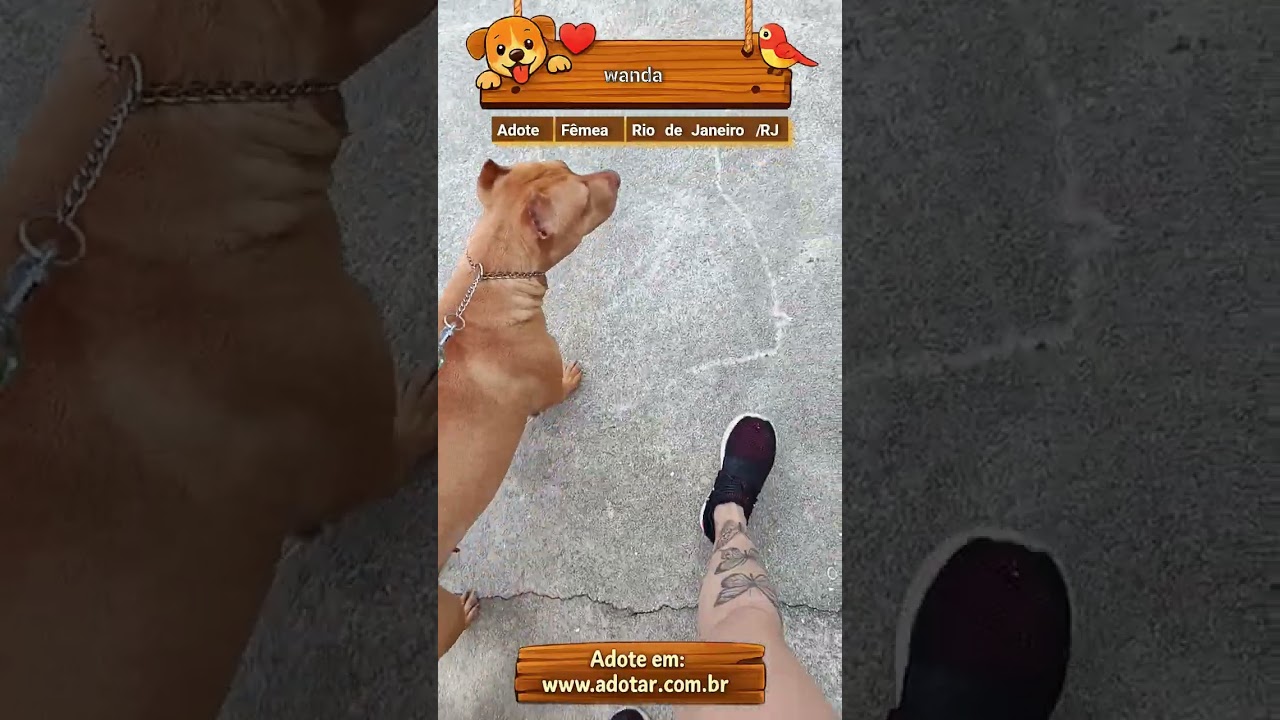 Cachorro raça Pit-Bull idade 3 anos nome wanda
