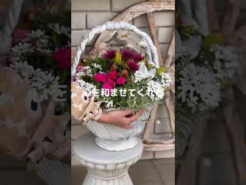 カンゾウブッシュ カロライナ カリカンサス フロリダス チョコレートの香りがする低木 花の香り チョコレートの香水の香り