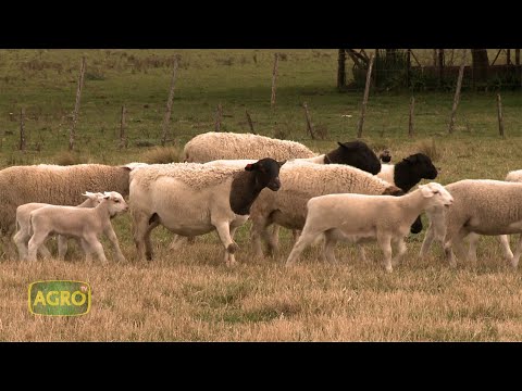 Cabaña Dorper "La Rubia": Carne de calidad de ovejas sin lana (#895 2020-09-26)