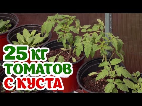 25 кг томатов с куста. Правильная посадка томатов.