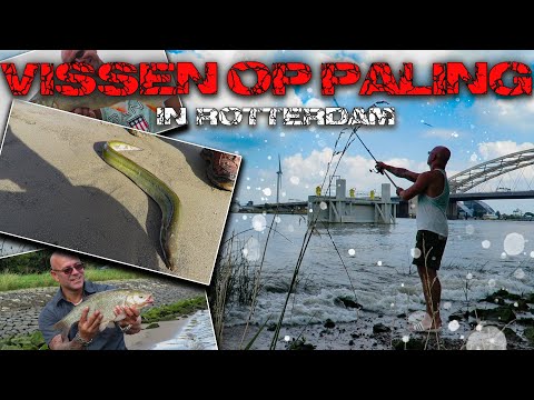 Paling Vissen In Rotterdam / Fishing For Eel In Rotterdam