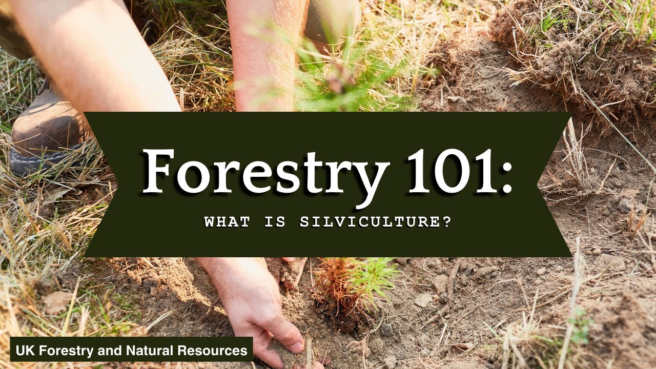Forestry 101: What is Silviculture?