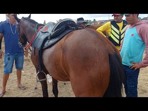 FEIRA DE CAVALOS DE CAMPO GRANDE-AL 20/12/2025 #nordeste 