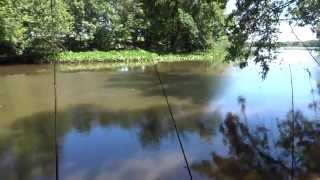 preview picture of video 'Carping at the Tidal Pennypack Creek -- Part 1: Introduction (Northeast Philadelphia, PA)'