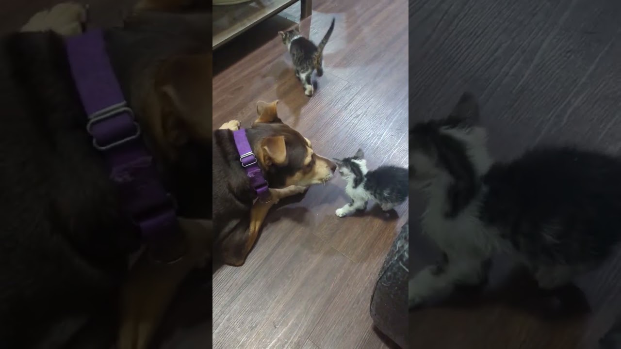 Jade, a Adoptable mixed breed in League City, TX video 6/6