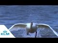 KLM Commercial Swan Take Off