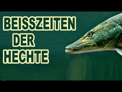 Beißzeiten der Hechte nach Jahreszeiten: Tipps für Einsteiger