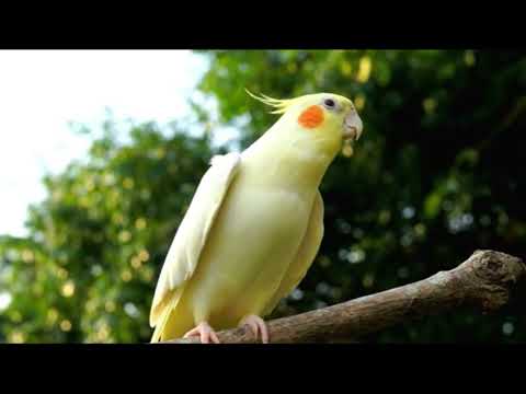 Calopsita Cantando Hino do Vasco - [ASSOBIO CALOPSITA]