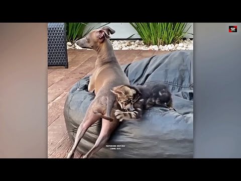 Talking Cats - Konuşan Kediler 14