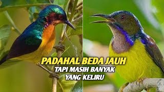 Download lagu THE DIFFERENCE BETWEEN THE WULUNG HUMMINGBIRD AND THE COCONUT HUMMINGBIRD mp3 Download lagu THE DIFFERENCE BETWEEN THE WULUNG HUMMINGBIRD AND THE COCONUT HUMMINGBIRD mp3