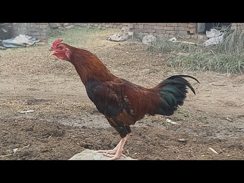 Rooster Crowing Compilation 2022