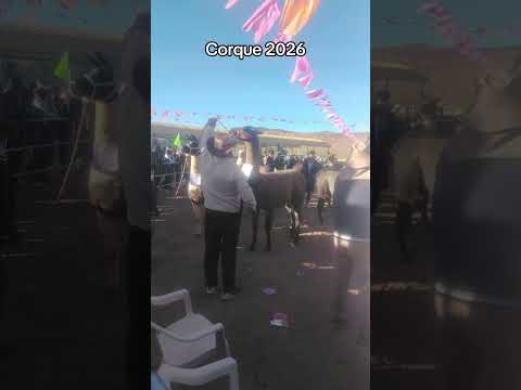 lindos ejemplares en Corque #oruro #Bolivia