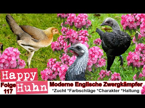 , title : 'E117 Moderne Englische Zwergkämpfer im Rasseportrait - HAPPY HUHN - Kämpfer Kampfhühner MEZK Hühner'