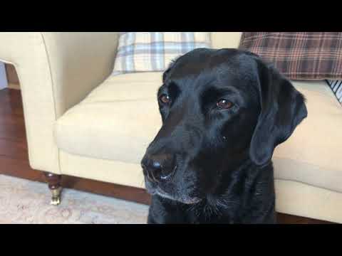 Olive and Mabel  - looking for love.