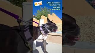 Video preview image #1 French Bulldog Puppy For Sale in Huntington Beach, CA, USA