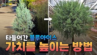 허전해진 나무를 아쉬워 마세요. 조경에 포인트를 줄 수 있는 나무로 탈바꿈 가능합니다!!!!