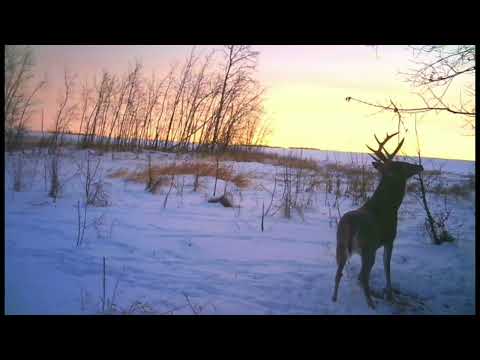 Big Bucks on My Trail Cam 2022 #bigbucks #alberta #november #huntinf