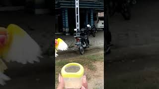 Download lagu Labet cumbu sangat manot sekali sama majikan mp3