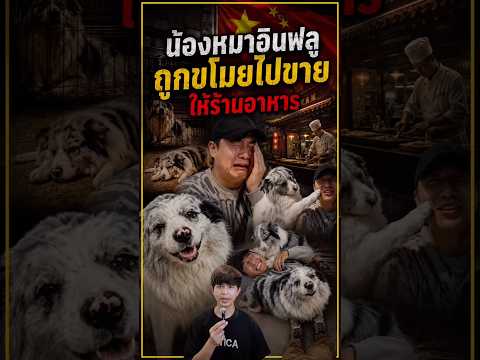 น้องหมาอินฟลู ถูกขโมยไปขายให้ร้านอาหาร #เรื่องเล่า #ฟีด #เรื่องนี้ต้องดู #เทรนด์วันนี้