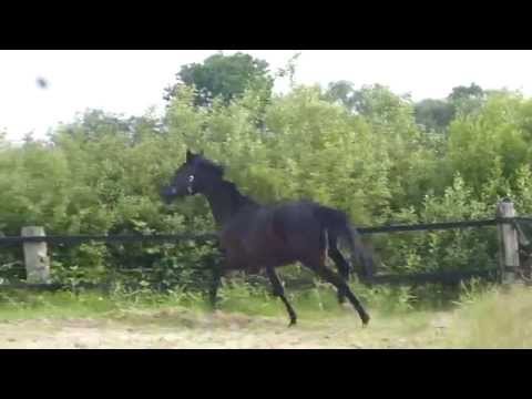 2jährige Stute von Hohenstein/St.Pr.St. Rotspon - for sale -