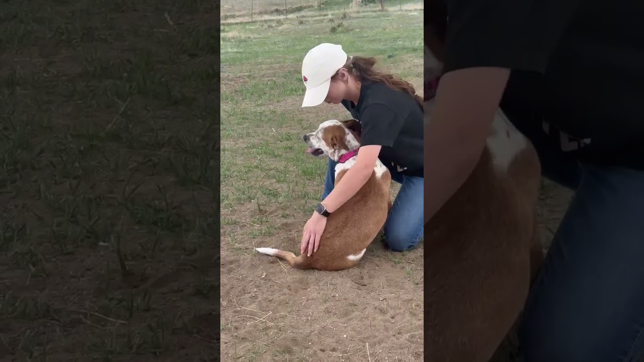 Enlarge Penny, a ADOPTABLE mixed breed in Colorado Springs, CO video 6/6