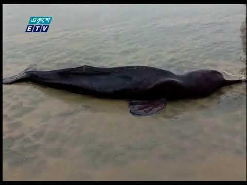 কুয়াকাটা সৈকতে আবারো ভেসে এসেছে একটি মৃত ডলফিন।