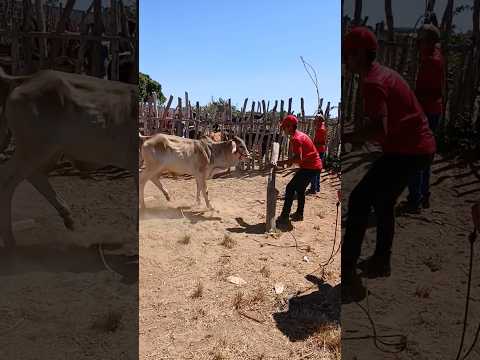Laçando  boi na feira de São Benedito Ceará.