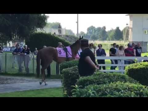 Paiardina Italian Oaks