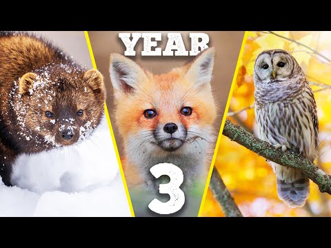 THREE YEARS of building a wildlife paradise on my land