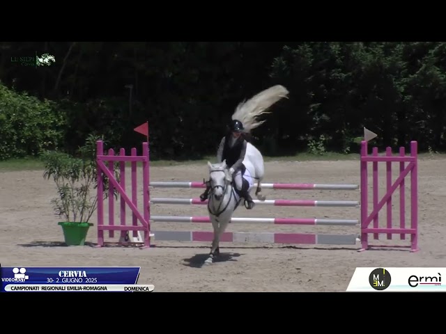 Jument Connemara A vendre 2018 Gris par GENTLE CHARLIE