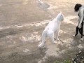 Gato Karateka