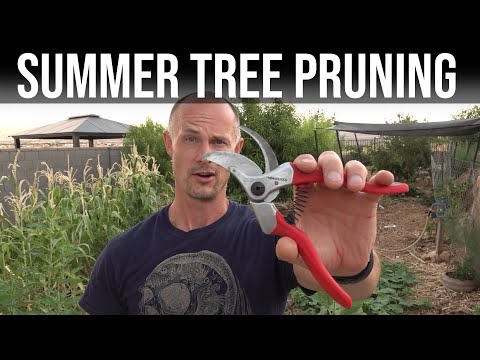 , title : 'Fruit Tree Summer Pruning 2022: Apple, Apricot, Cherry, Nectarine, Pear, Peach, Plumcot. (Why prune)'