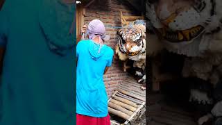 Download lagu Can macanan singoraung cilik keluar dari kandang mau di kurban#short mp3