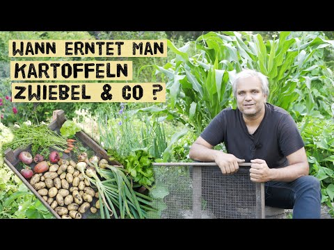 Wann kann man Kartoffeln, Zwiebel und andere Gemüse ernten? Woran erkennt man den Erntezeitpunkt?