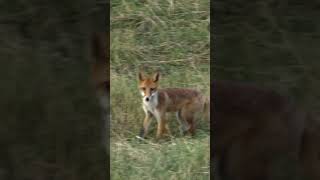 Teil 4 - 50 JAHRE UNGARN 🇭🇺 DER ERDWESPENHIRSCH