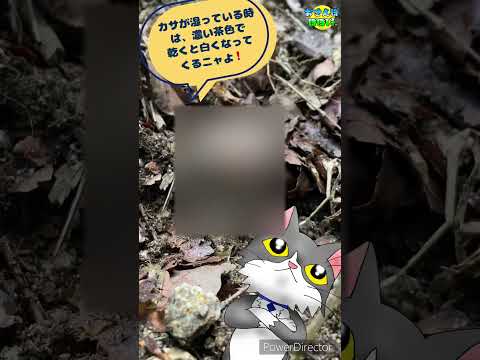 フランスにおける有毒キノコとは何ですか?またその見分け方は?選ぶときはこの7種に注目！  庭園