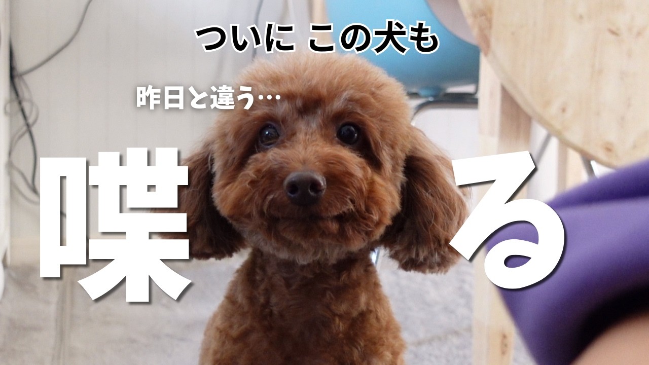 【喋る犬】生後２ヶ月の孫に愛犬のお喋りが止まらなくなりましたwついに姫も喋りだすw