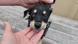 Video preview image #1 Chihuahua-Unknown Mix Puppy For Sale in Bandera, TX, USA