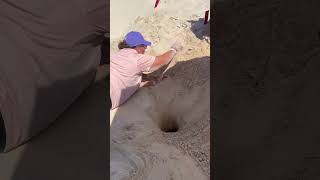 Saving Baby Turtles Cruise Excursion Cozumel Mexico #cruise #cozumel #savetheturtles #royalcaribbean